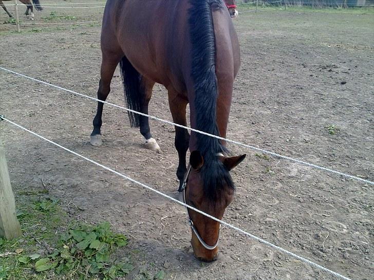 Anden særlig race Ramses billede 7