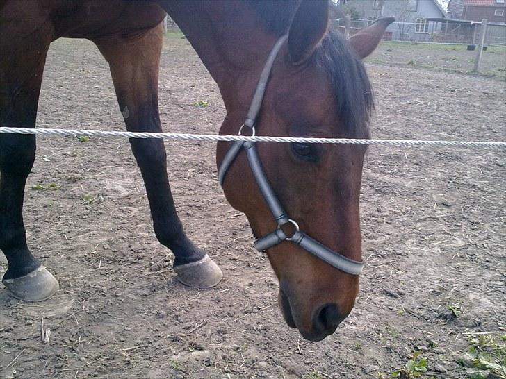 Anden særlig race Ramses billede 8