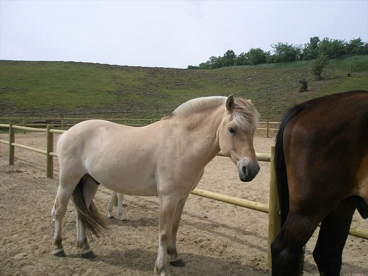 Fjordhest Fabian billede 17