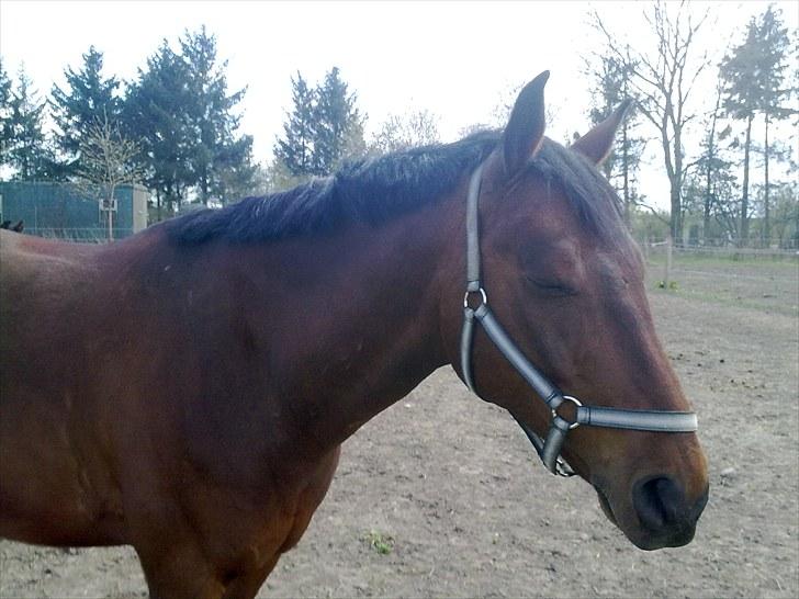 Anden særlig race Ramses billede 9