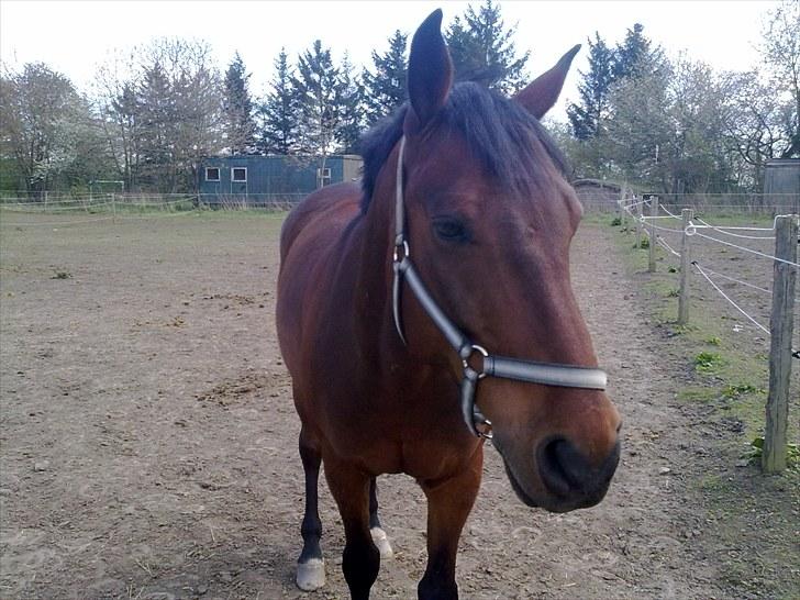 Anden særlig race Ramses billede 10