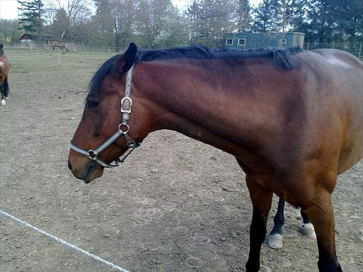 Anden særlig race Ramses billede 11