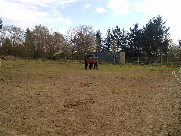 Anden særlig race Ramses - ramses og smukke bianca billede 12