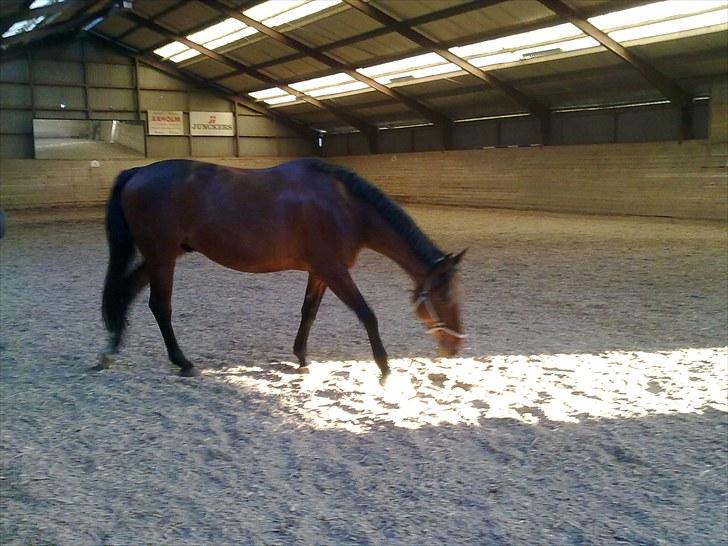 Anden særlig race Ramses billede 13