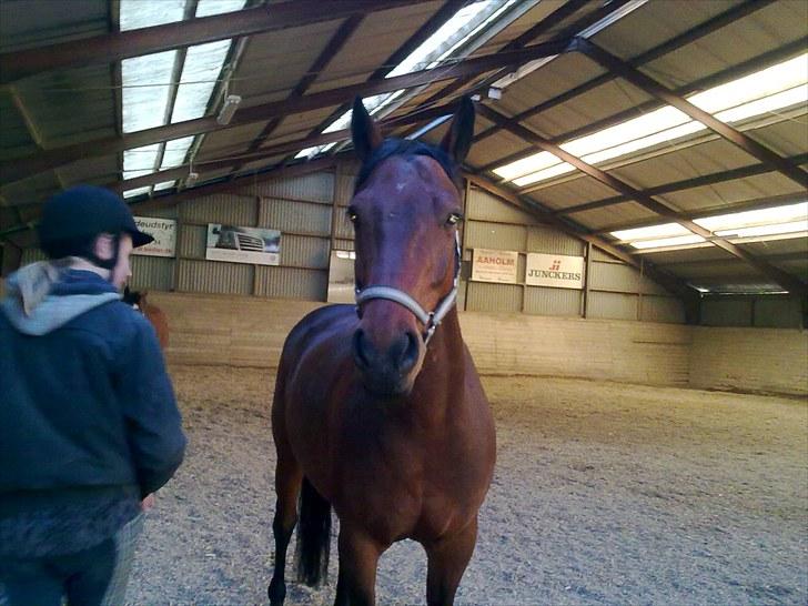 Anden særlig race Ramses billede 14