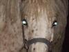 Anden særlig race No name SOLGT [Tidl. hest]