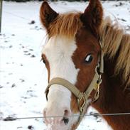 Welsh Partbred (Sec F) Jabari