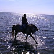 Anden særlig race Francesca