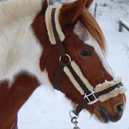 Anden særlig race Kimi *SOLGT*