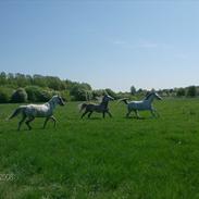 Anden særlig race Francesca