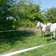 Anden særlig race Francesca