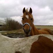 DSP Tingkærgaards Tequila