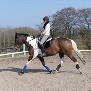 Pinto Nydam's mr. milan