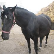 Anden særlig race Rose