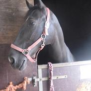 Anden særlig race Rose