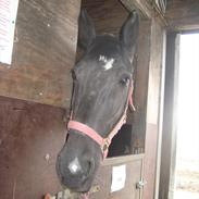 Anden særlig race Rose