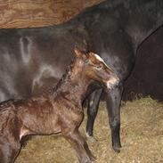Anden særlig race Rose
