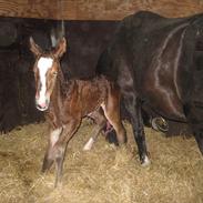 Anden særlig race Rose