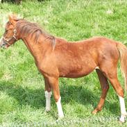 Anden særlig race Surprise