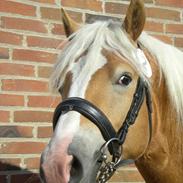 Haflinger Gandrupgårds Apollo