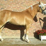 Haflinger Gandrupgårds Apollo