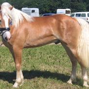 Haflinger Gandrupgårds Apollo