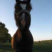 New Forest Houmarks Maj 