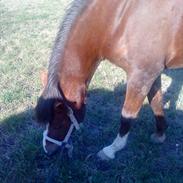 Anden særlig race jasmin