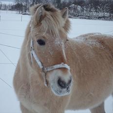 Fjordhest Prins (': 
