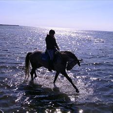 Anden særlig race Francesca