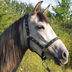 Anden særlig race Francesca