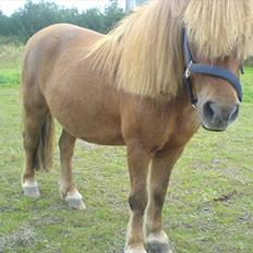 Anden særlig race Robin 