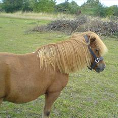 Anden særlig race Robin 