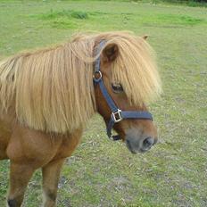 Anden særlig race Robin 