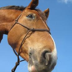 DSP Moon Star M *Savnet*