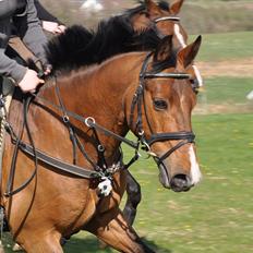 Anden særlig race Nygaards Beebob