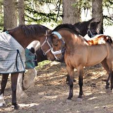 Anden særlig race Nygaards Beebob