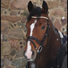 Trakehner Wisconsin M - R.I.P :'(