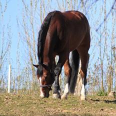 Trakehner Wisconsin M - R.I.P :'(