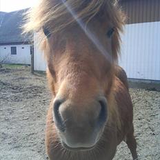 Islænder una fra skyggefaxe