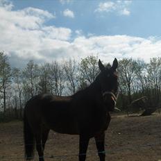 Anden særlig race † Flint R.I.P †