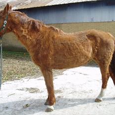 Dansk Varmblod Beautystar