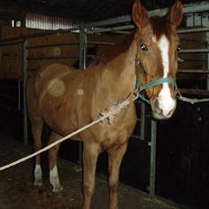 Dansk Varmblod Beautystar