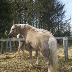 Anden særlig race Cæcar - SOLGT