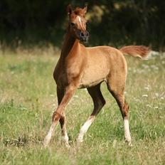 Arabisk fuldblod (OX) Theia