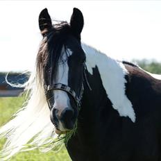Irish Cob IrishSwan's Babeth Mischa