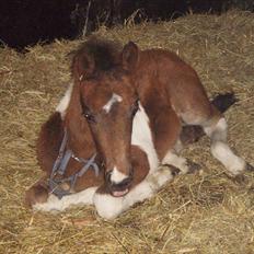 Anden særlig race Østermarkens Euro Star 