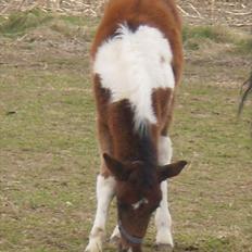 Anden særlig race Østermarkens Euro Star 