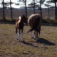 Anden særlig race Østermarkens Euro Star 