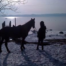 Anden særlig race Teddy